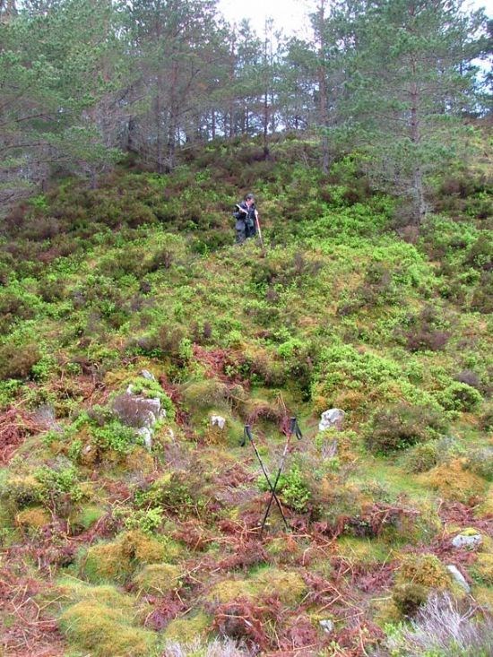 What's in the bracken then?